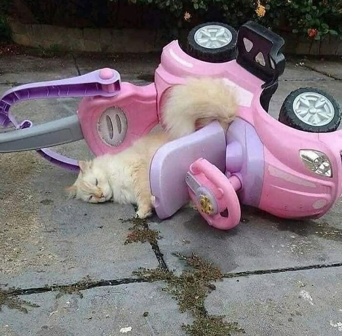 'Not My Animal': 40 Animal Pics That Just Don't Make Any Sense, As Shared On This Instagram Account