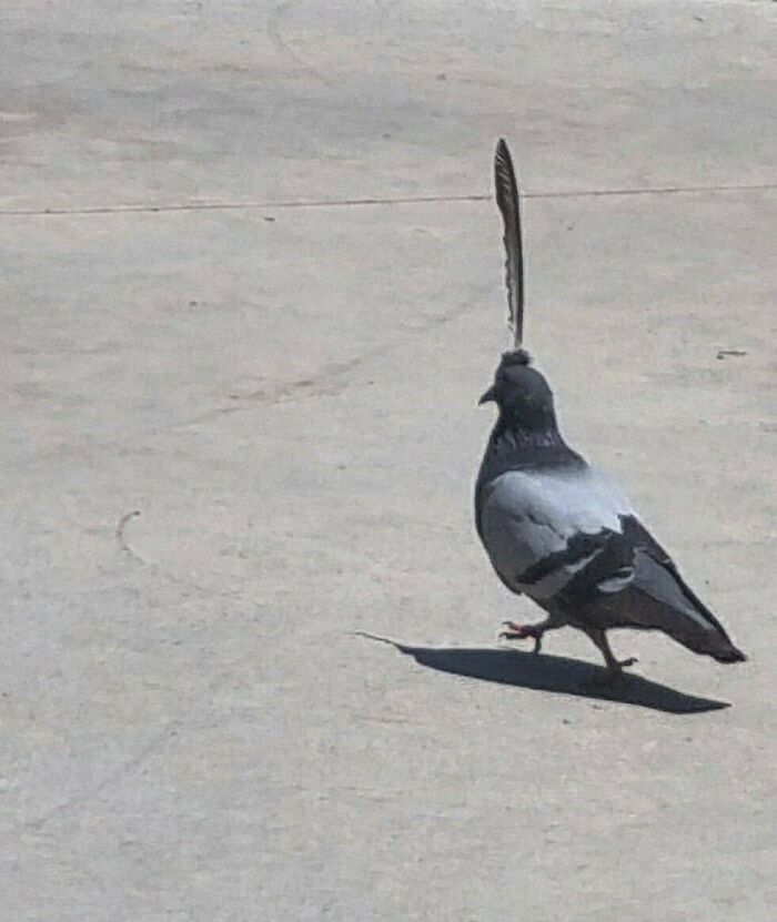 'Not My Animal': 40 Animal Pics That Just Don't Make Any Sense, As Shared On This Instagram Account