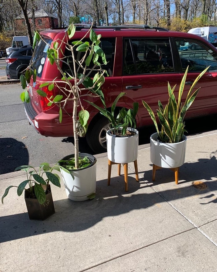 Para los padres de plantas… ¡¡¡Corran!!! Hay plantas y macetas bonitas fuera del 95 de Eastern Parkway 