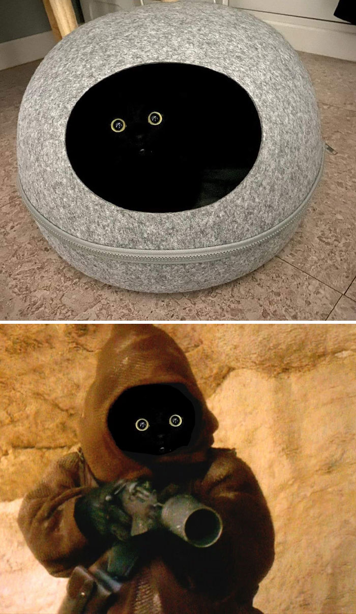 Gato negro en la oscuridad