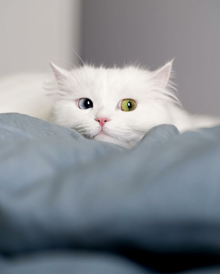 Esta gata se vuelve viral en las redes sociales al completar desafiantes pruebas de obstáculos