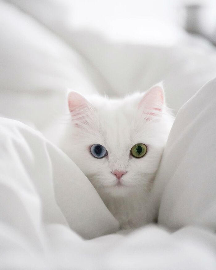Esta gata se vuelve viral en las redes sociales al completar desafiantes pruebas de obstáculos