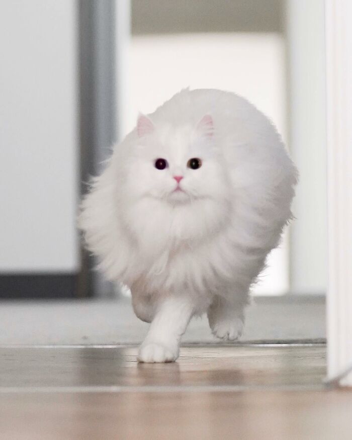 Esta gata se vuelve viral en las redes sociales al completar desafiantes pruebas de obstáculos