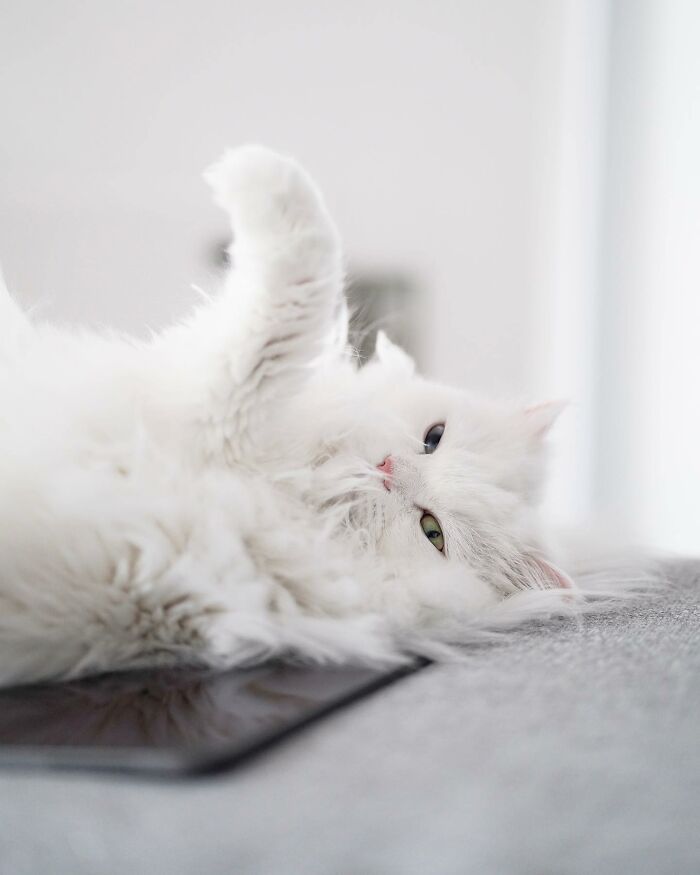Esta gata se vuelve viral en las redes sociales al completar desafiantes pruebas de obstáculos