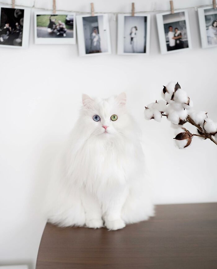 Esta gata se vuelve viral en las redes sociales al completar desafiantes pruebas de obstáculos