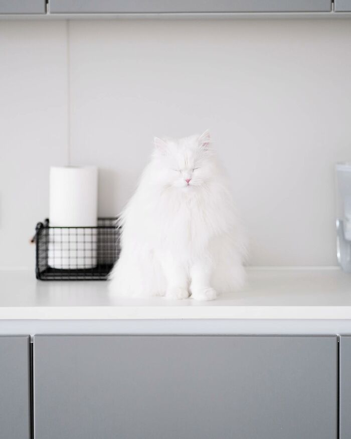 Esta gata se vuelve viral en las redes sociales al completar desafiantes pruebas de obstáculos