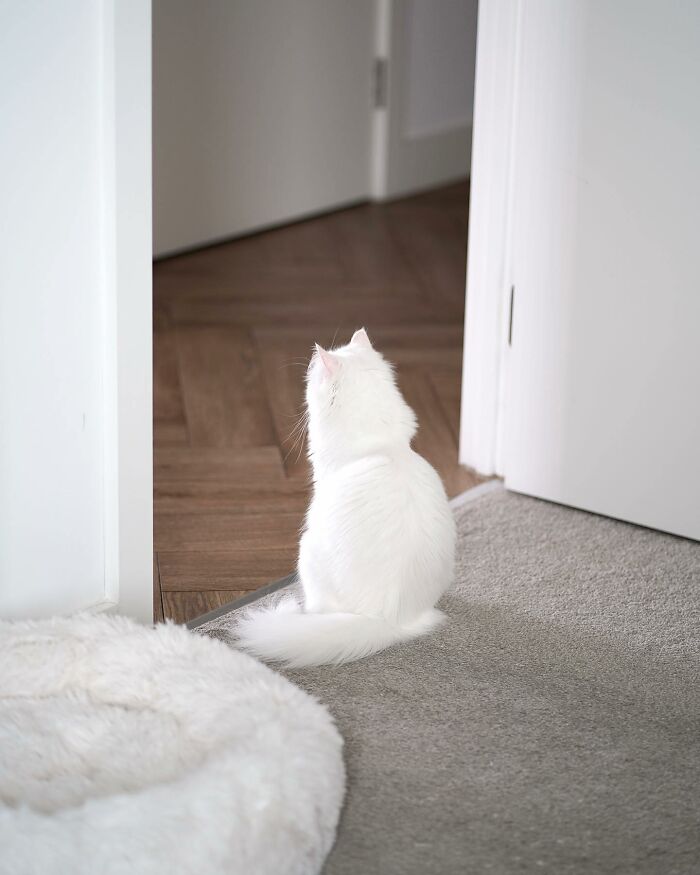 Esta gata se vuelve viral en las redes sociales al completar desafiantes pruebas de obstáculos