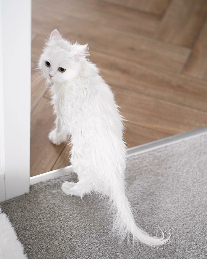 Esta gata se vuelve viral en las redes sociales al completar desafiantes pruebas de obstáculos