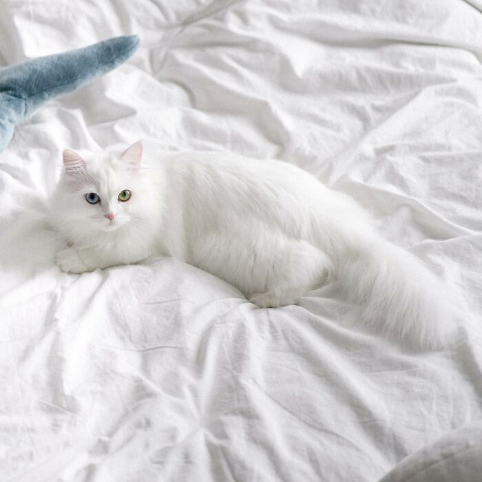 Esta gata se vuelve viral en las redes sociales al completar desafiantes pruebas de obstáculos