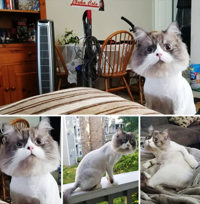 Tuve que hacer que el veterinario afeitara a mi gato para tratar un problema de piel, y parecía tan falso que nadie creyó que estas fotos fueran reales