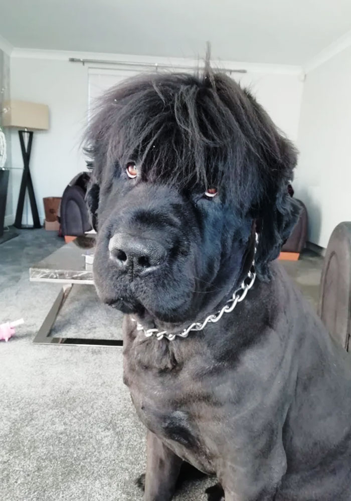 Acabo de afeitar a mi terranova. Mira su nuevo estilo de pelo. Qué tio