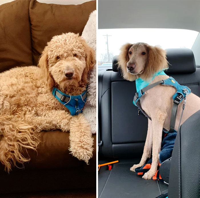 Siento que mi perro se ve demasiado lindo. Peluquero: Lo tengo, amigo