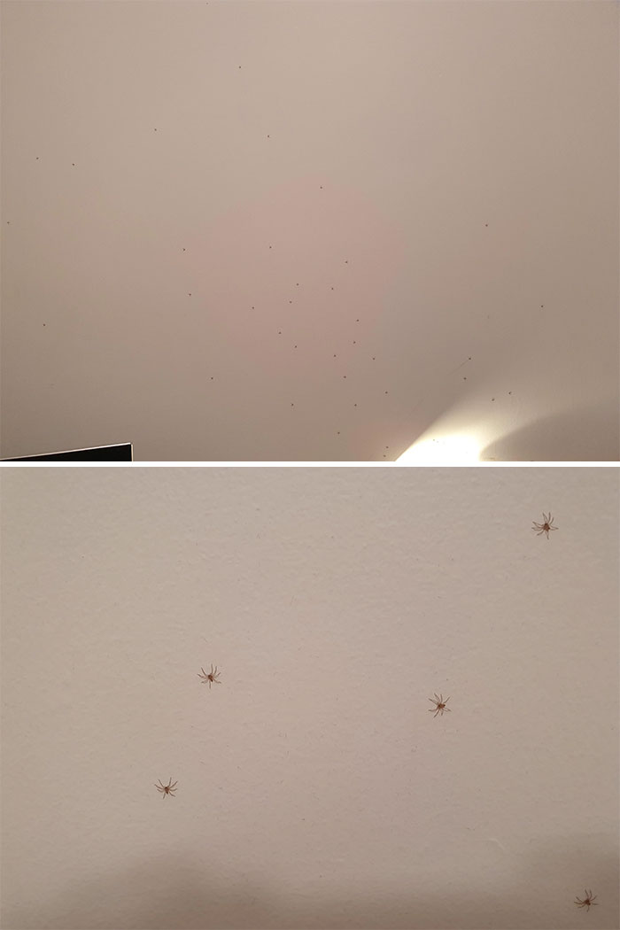 "Hora de ir a la cama. ¿Qué son esos puntos en mi pared? Oh. Oh No"