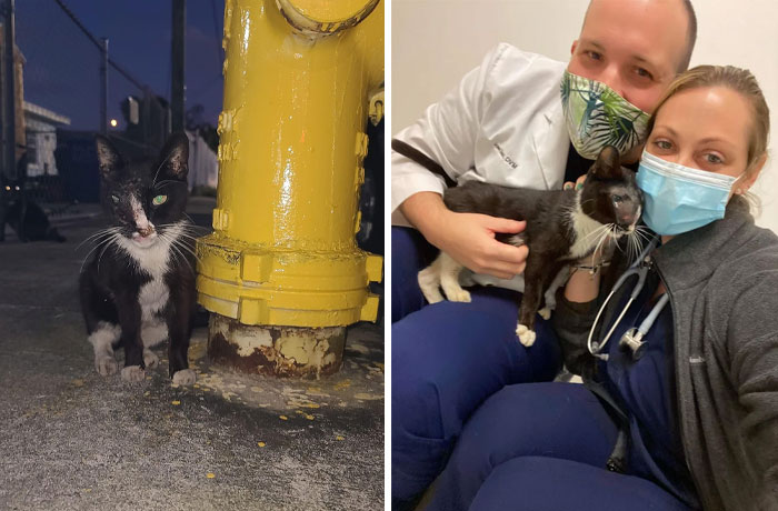 Chira. Fue encontrada en una calle de Miami por nuestro equipo de rescate