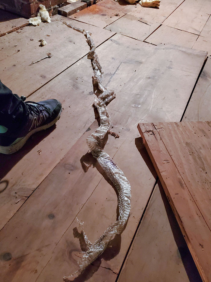 Fui a mi ático buscando una fuga de agua que entraba en mi sala de estar y parece que también estoy en cuarentena con esta monstruosidad que dejó esto