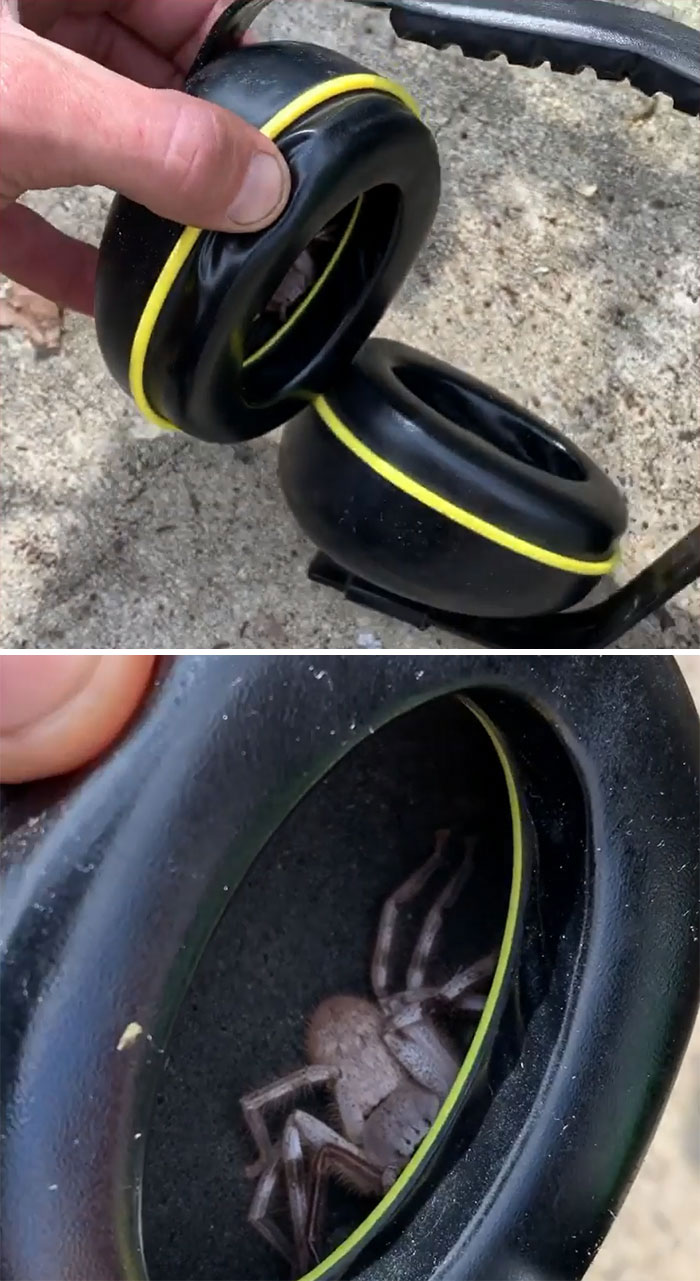 Un hombre encuentra una enorme araña escondida dentro de unas orejeras tras sentir un cosquilleo en el oído