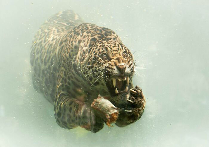 Comparto con ustedes una nueva foto de Jaguar, antes de lo que quería. Espero que les guste esta impactante imagen