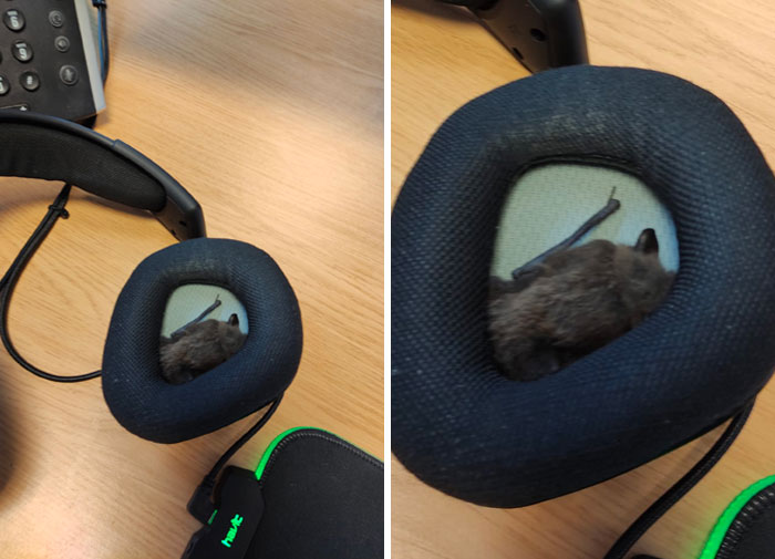 Esta mañana empecé a trabajar, me puse los audífonos, sentí algo peludo en la oreja, miré y había un murciélago en ellos
