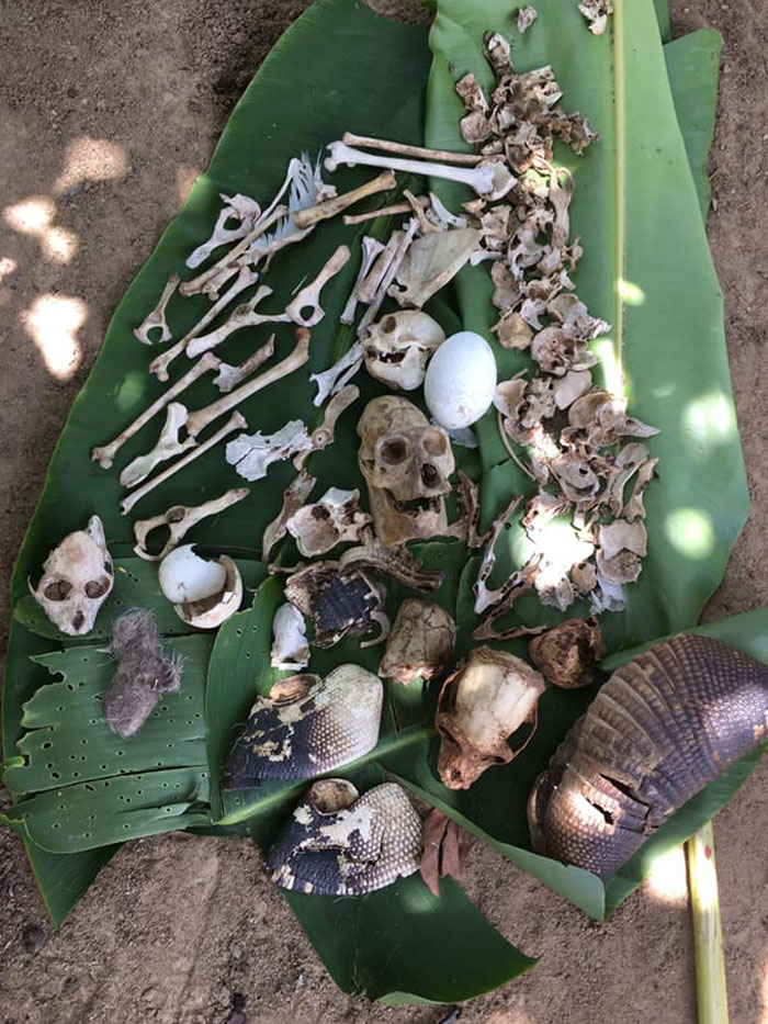 Encontrado en el nido de un águila arpía