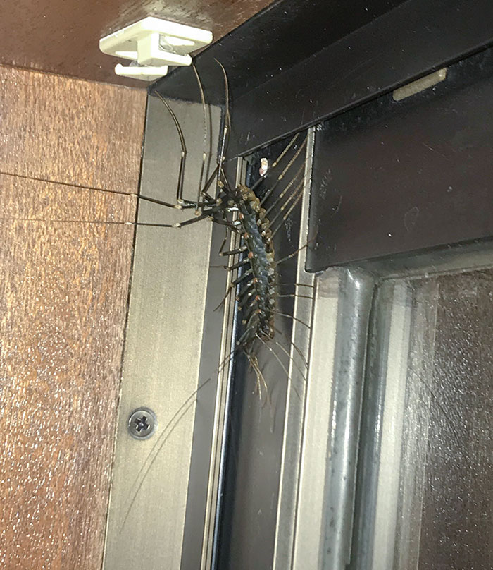 Encontré esto en mi apartamento mientras vivía en Japón. Son rápidos
