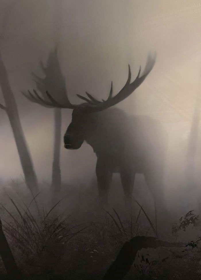 Alce en la niebla