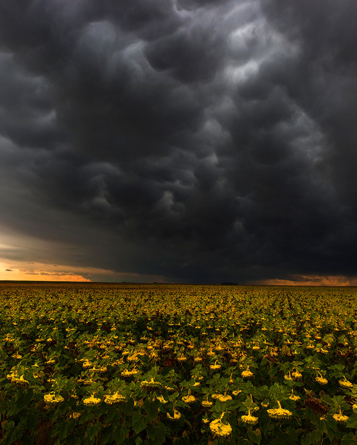 Capturé esta tormenta por encima de un campo de girasoles arqueados