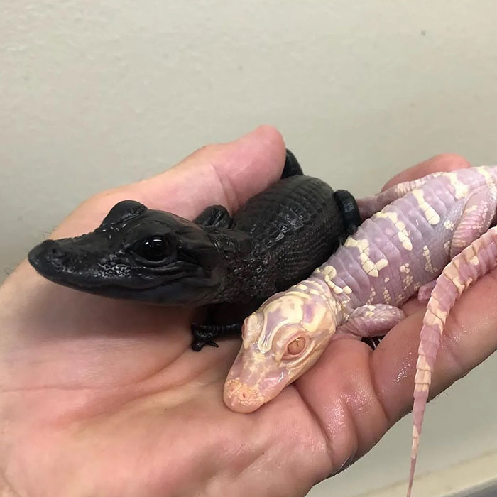 Un caimán melánico y uno albino