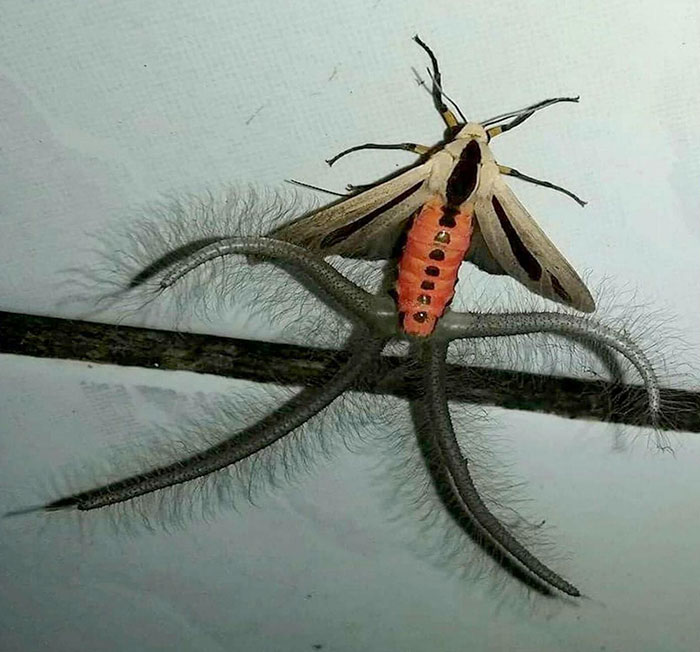 La polilla Creatonotos gangis despliega sus tentáculos peludos para esparcir feromonas