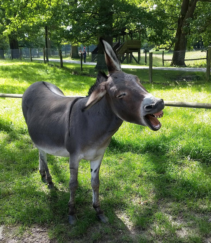 Burro a mitad de un estornudo