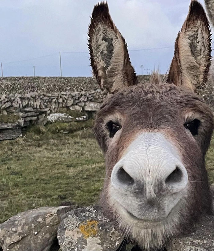 Hola
