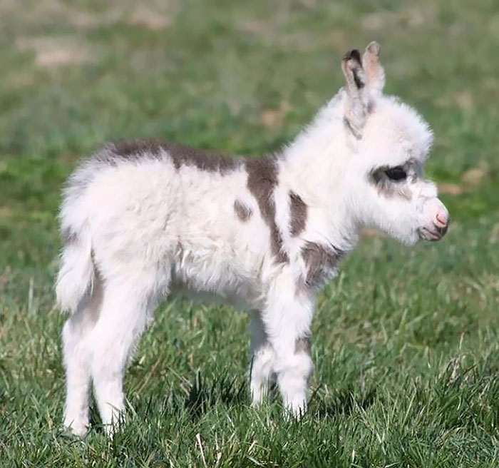 Burro bebé