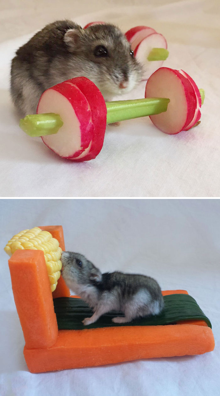 Gimnasio de vegetales
