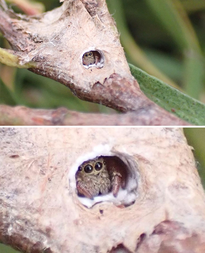 Araña saltadora asomándose por la ventana de su casa