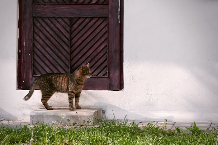 20 Mascotas que sorprendieron a sus dueños demostrando lo inteligentes que pueden llegar a ser