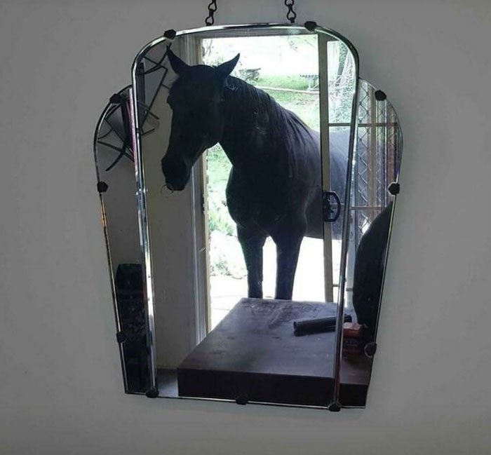 Como fanática de los caballos, esta compra es muy tentadora