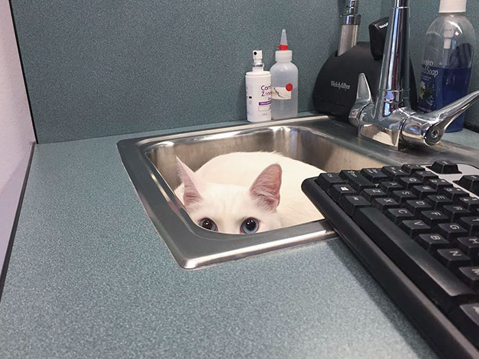 Escondiéndose del veterinario