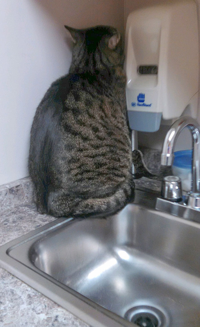 No hay ningún lugar donde esconderse en la consulta del veterinario