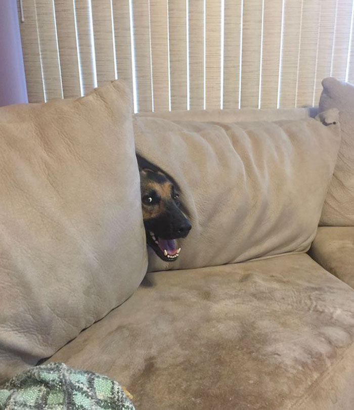 El perro de mi amigo es terrible jugando al escondite