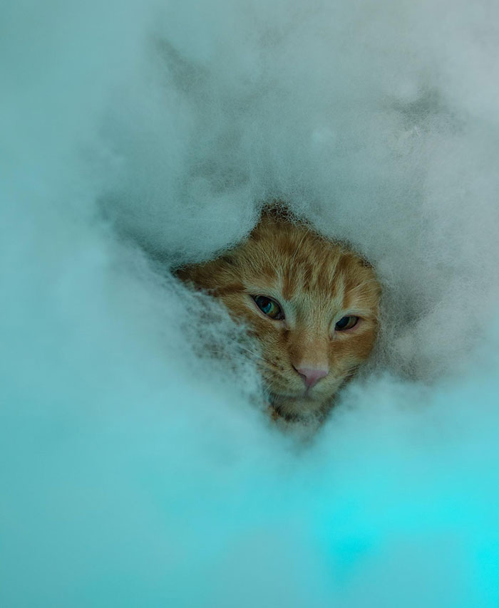 Soy una fotógrafa de refugios y a esta gatita no le gustaba mucho mi cámara. Esta era su idea de 