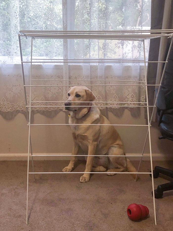 Cuando Lola está cansada de jugar se esconde de nuestro otro perro para poder descansar. Este es su escondite