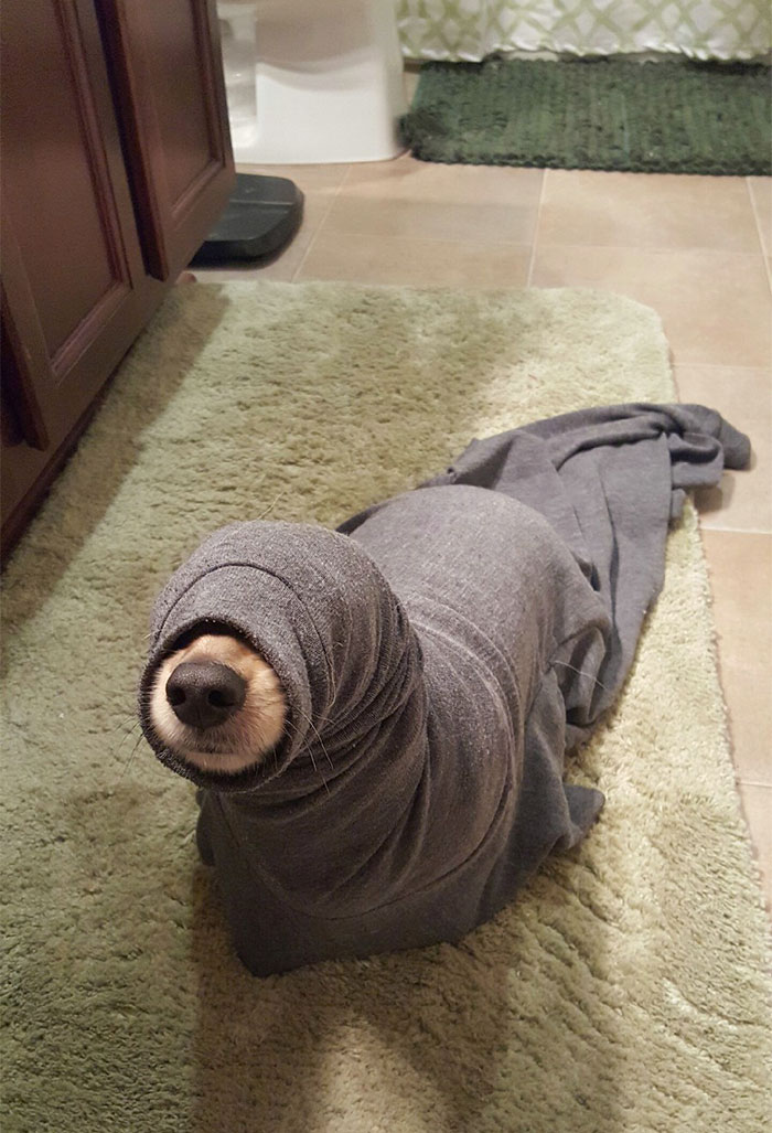 Encontré una foca suelta en mi baño