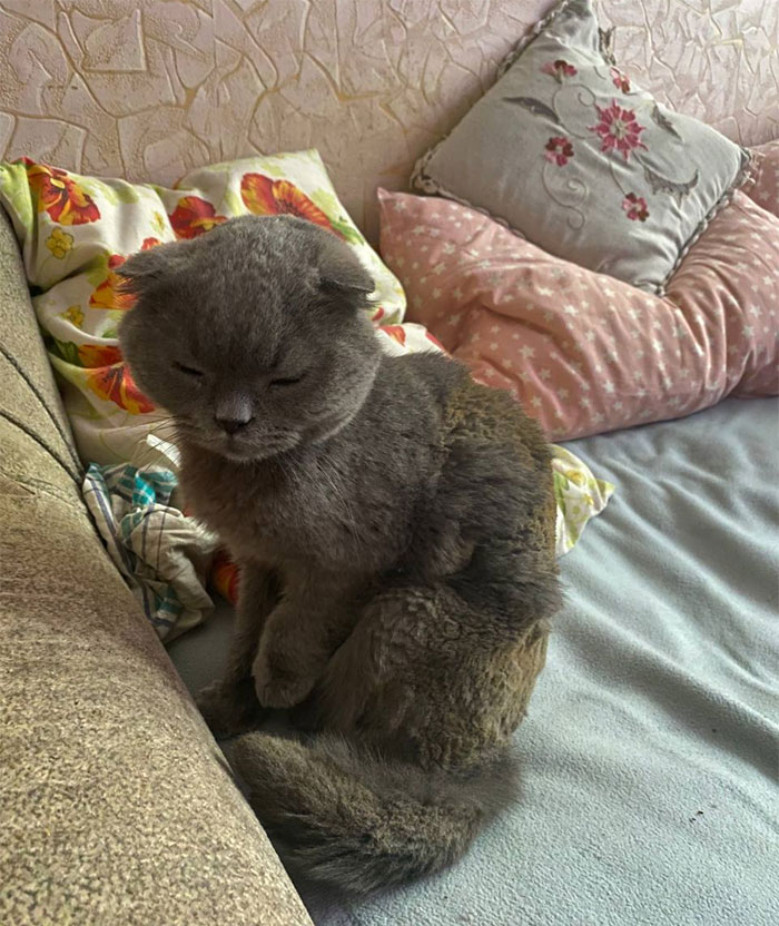 Encontré este gato después del incendio. Un cohete golpeó una casa cerca de mí (vivo en Ucrania), y este gato debe haber estado allí porque su pelo está quemado y tiene problemas con su pata. Ahora estoy buscando a sus dueños. Las clínicas veterinarias no funcionan (no me escriban sobre ellas) yo me encargo de él, ahora está mejor