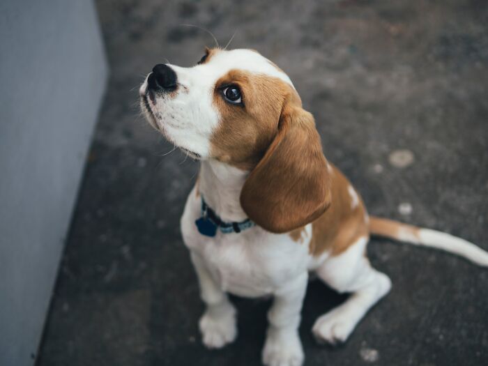 20 Mascotas que sorprendieron a sus dueños demostrando lo inteligentes que pueden llegar a ser