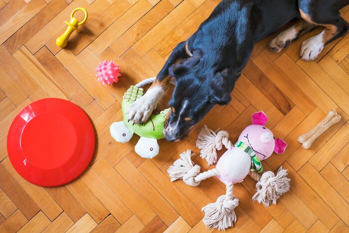 20 Mascotas que sorprendieron a sus dueños demostrando lo inteligentes que pueden llegar a ser