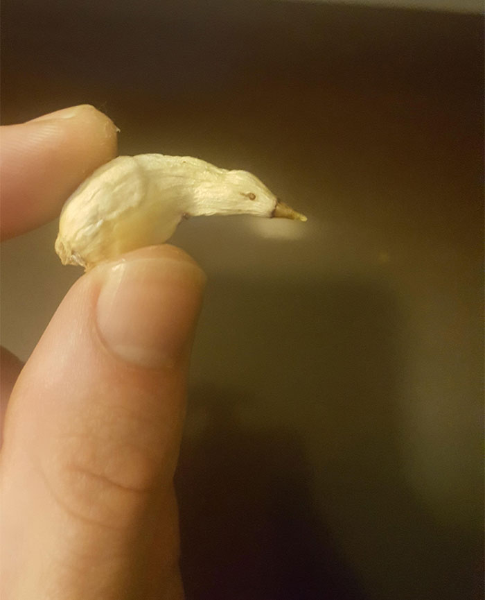 Ajo arrugado que parece un pájaro sin patas