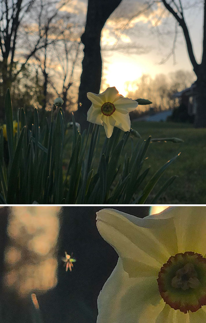 Acabo de tomar esta foto y descubrí que también capturé a una Campanilla accidental. (El insecto justo a la izquierda del narciso se parece a una pequeña campanilla)