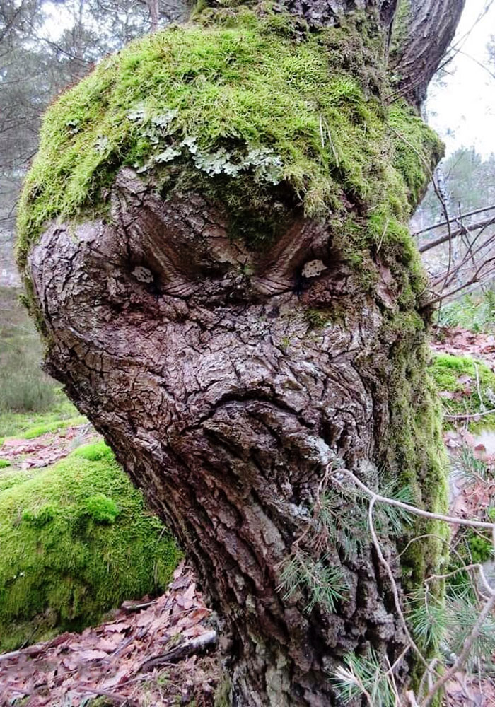 Un árbol un poco espeluznante