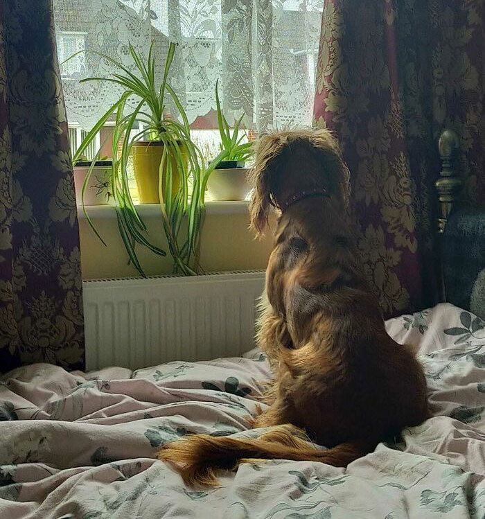 La espalda de mi perro parece un hombre mayor con bigote