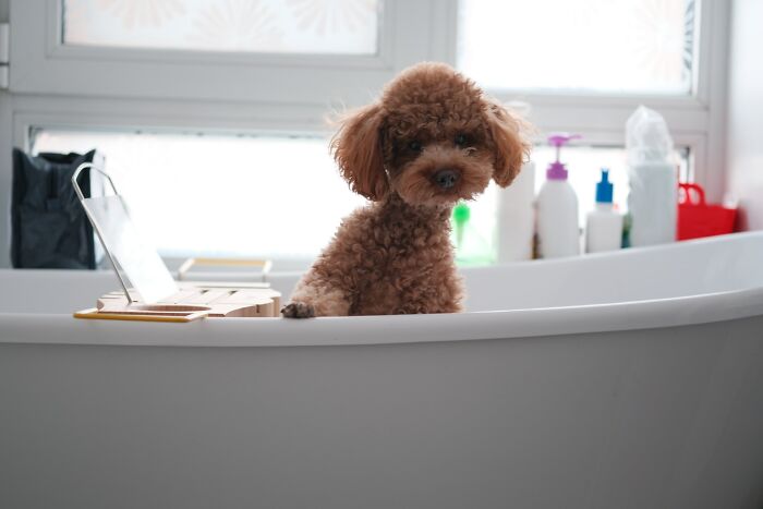 20 Mascotas que sorprendieron a sus dueños demostrando lo inteligentes que pueden llegar a ser