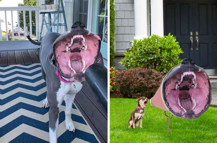 Este perro atrapando el aire del soplador de hojas con la boca